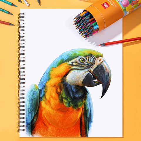 Color Pencil Set (12 PCs) - Asters Maldives
