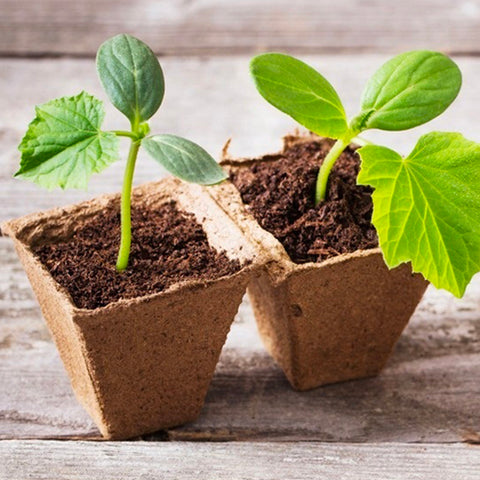 Plant Pot (24 PCs) - Asters Maldives