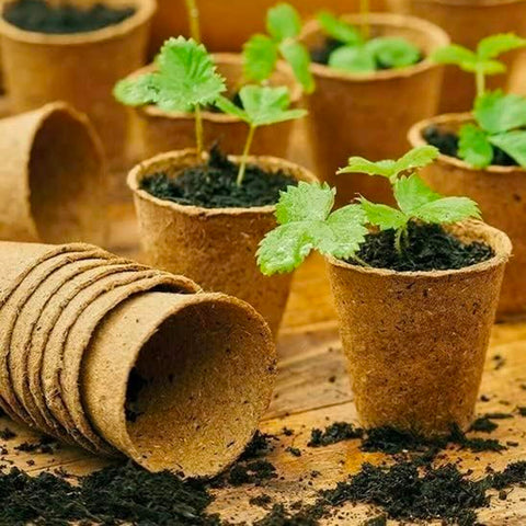 Plant Pot (24 PCs)