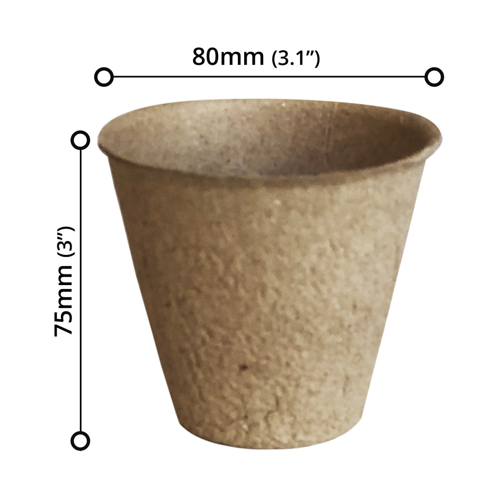 Plant Pot (24 PCs) - Asters Maldives