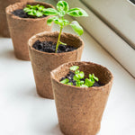 Plant Pot (24 PCs) - Asters Maldives