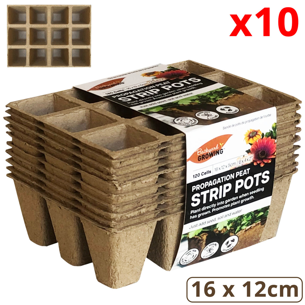 Plant Pot (10 PCs) - Asters Maldives