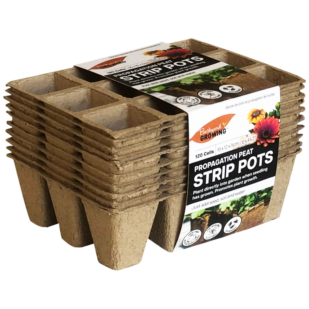 Plant Pot (10 PCs) - Asters Maldives