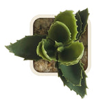 Artificial Plant - Asters Maldives