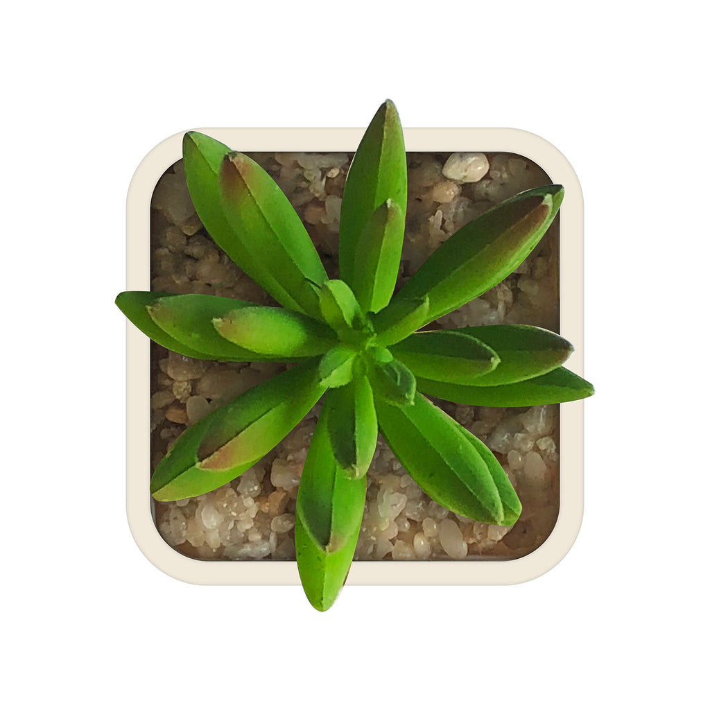 Artificial Plant - Asters Maldives