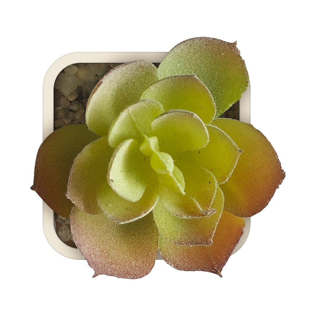 Artificial Plant - Asters Maldives