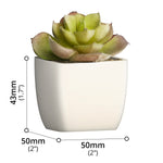 Artificial Plant - Asters Maldives