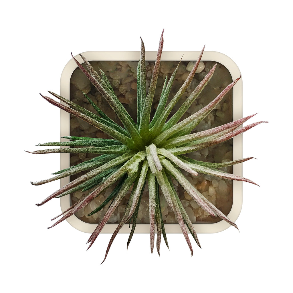 Artificial Plant - Asters Maldives