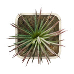 Artificial Plant - Asters Maldives