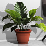 Plant Pot (Ø31 x 23.5cm) - Asters Maldives
