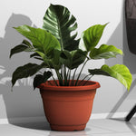Plant Pot (Ø42 x 28.7cm) - Asters Maldives