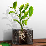 Plant Pot (12 x 12cm) - Asters Maldives
