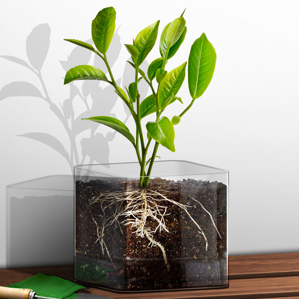 Plant Pot (15 x 15cm) - Asters Maldives