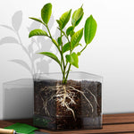 Plant Pot (15 x 15cm) - Asters Maldives