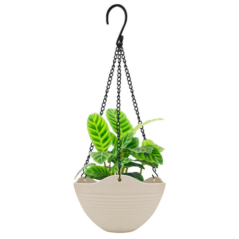 Plant Pot - Asters Maldives