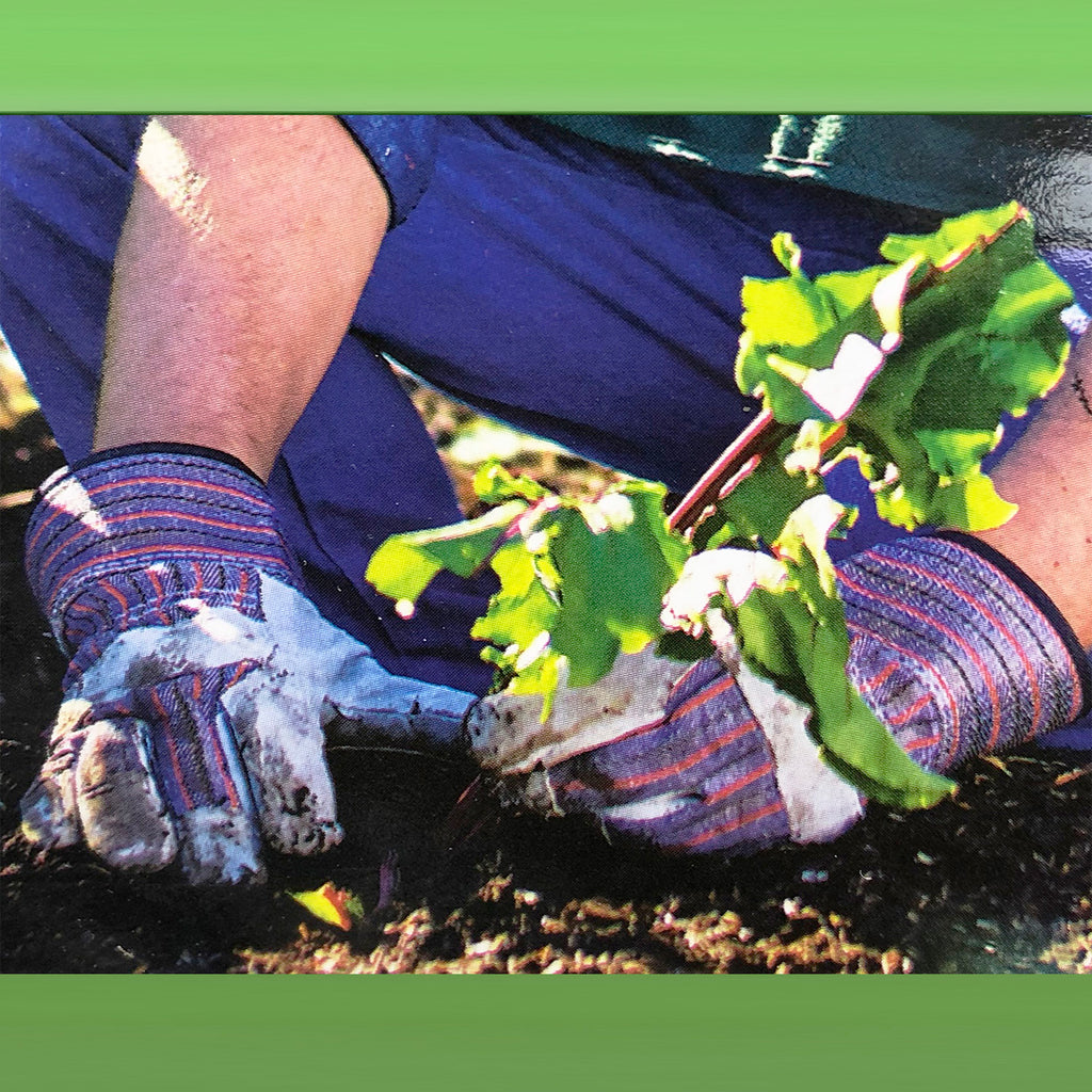 Gloves - Asters Maldives