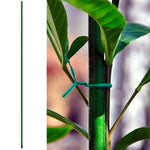 Garden Stake (120cm) - Asters Maldives