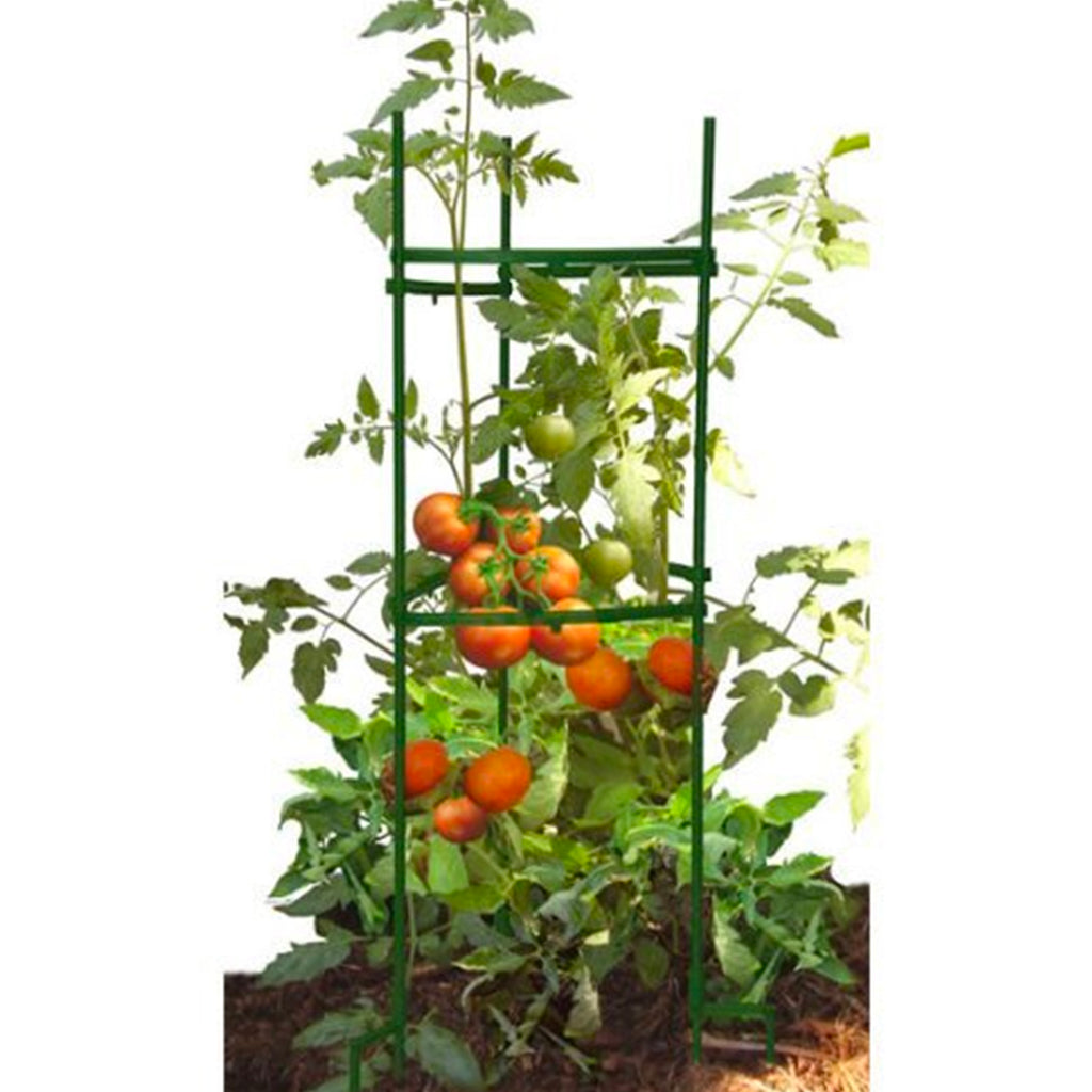 Tomato Cage - Asters Maldives