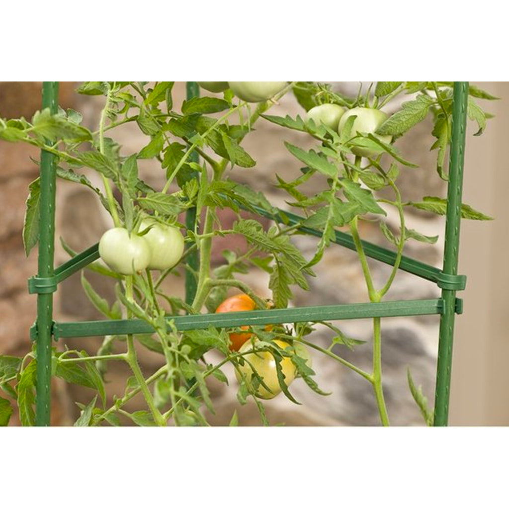 Tomato Cage - Asters Maldives