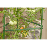 Tomato Cage - Asters Maldives