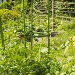 Tomato Cage - Asters Maldives