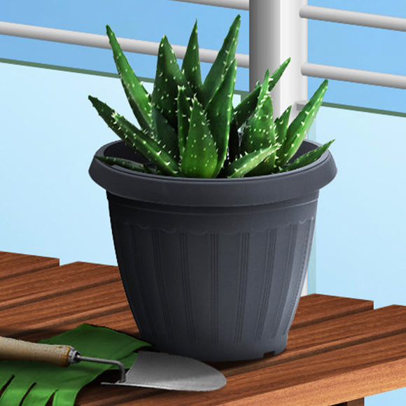 Plant Pot - Asters Maldives