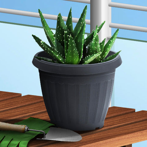 Plant Pot - Asters Maldives