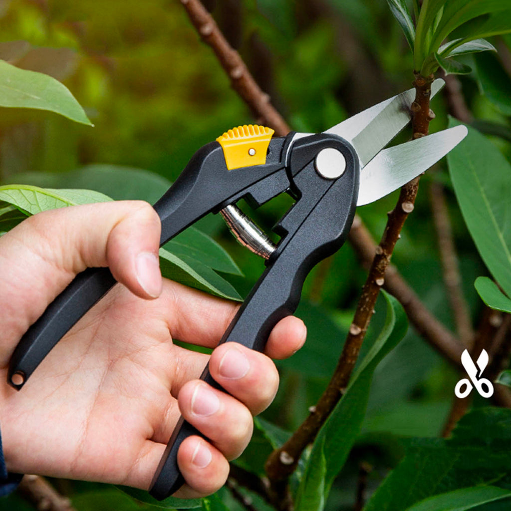 Garden Shear - Asters Maldives