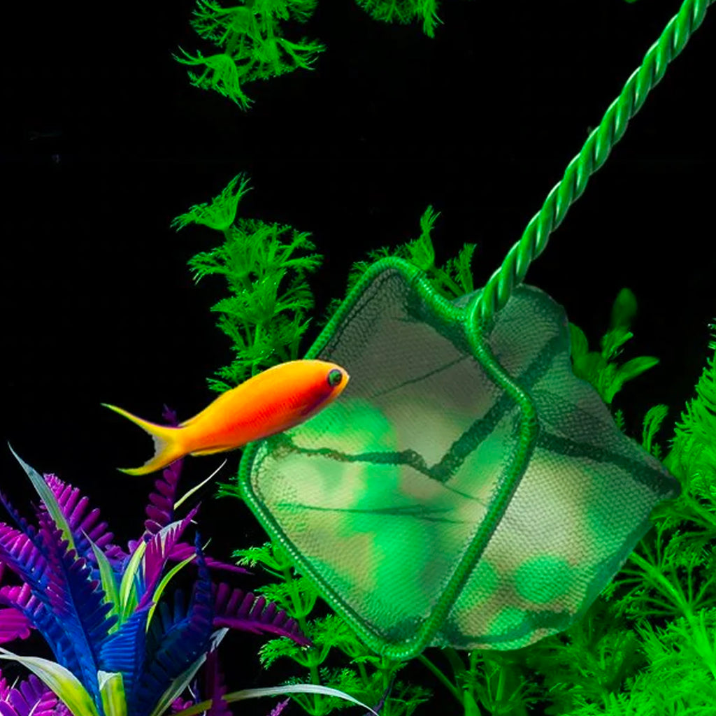 Aquarium Fish Net - Asters Maldives